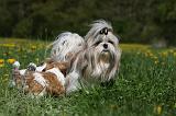 SHIH TZU 274
